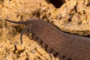 Media type: image;   Invertebrate Zoology 143930